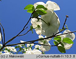 Cornus nuttallii (dereń Nuttalla)