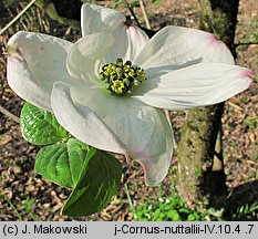 Cornus nuttallii (dereń Nuttalla)