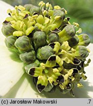 Cornus nuttallii (dereń Nuttalla)