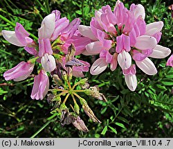 Coronilla varia (cieciorka pstra)