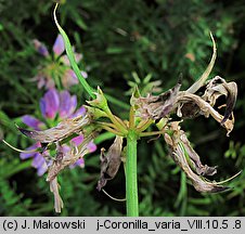 Coronilla varia (cieciorka pstra)