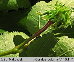 Corylus colurna (leszczyna turecka)