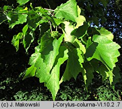 Corylus colurna (leszczyna turecka)