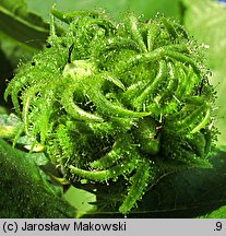 Corylus colurna (leszczyna turecka)