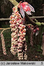 Corylus maxima (leszczyna południowa)