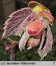 Corylus maxima (leszczyna południowa)