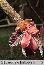 Corylus maxima (leszczyna południowa)