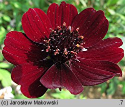 Cosmos atrosanguineus (kosmos krwistoczerwony)