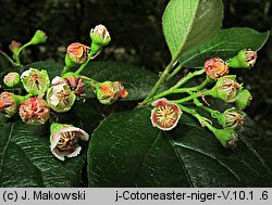 Cotoneaster niger (irga czarna)