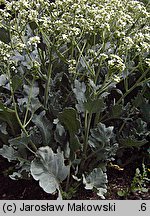 Crambe maritima (modrak morski)