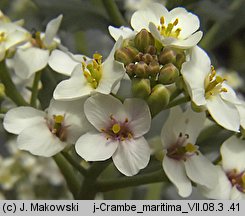 Crambe maritima (modrak morski)