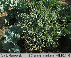 Crambe maritima (modrak morski)