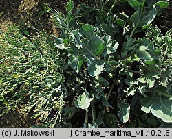 Crambe maritima (modrak morski)