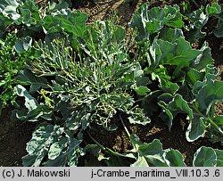 Crambe maritima (modrak morski)