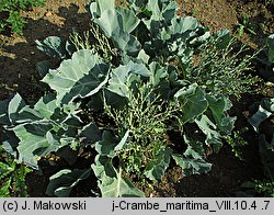 Crambe maritima (modrak morski)