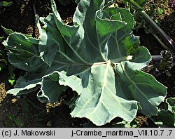 Crambe maritima (modrak morski)