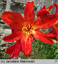 Crocosmia ×crocosmiiflora (krokosmia ogrodowa)