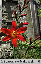 Crocosmia ×crocosmiiflora (krokosmia ogrodowa)