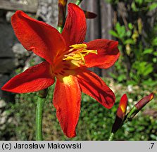 Crocosmia ×crocosmiiflora (krokosmia ogrodowa)