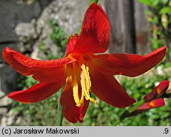 Crocosmia ×crocosmiiflora (krokosmia ogrodowa)