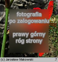 Crocosmia ×crocosmiiflora (krokosmia ogrodowa)