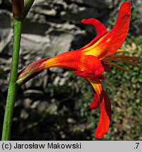 Crocosmia ×crocosmiiflora (krokosmia ogrodowa)