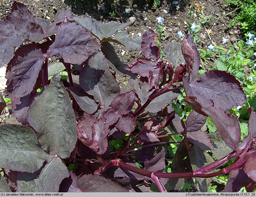 Cryptotaenia japonica var. atropurpurea (kryptotenia japońska 