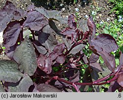 Cryptotaenia japonica var. atropurpurea (kryptotenia japońska 