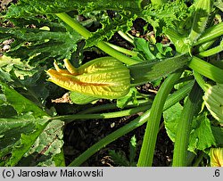 Cucurbita pepo var. giromontiina (cukinia i kabaczek)