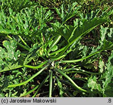 Cucurbita pepo var. giromontiina (cukinia i kabaczek)