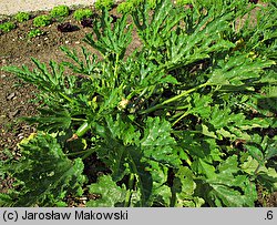 Cucurbita pepo var. giromontiina (cukinia i kabaczek)