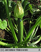 Cucurbita pepo var. giromontiina (cukinia i kabaczek)