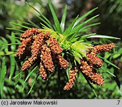 Cunninghamia lanceolata (kaningamia chińska)