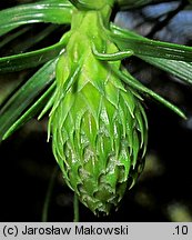 Cunninghamia lanceolata (kaningamia chińska)