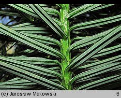 Cunninghamia lanceolata (kaningamia chińska)