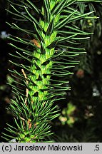 Cunninghamia lanceolata (kaningamia chińska)