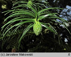 Cunninghamia lanceolata (kaningamia chińska)