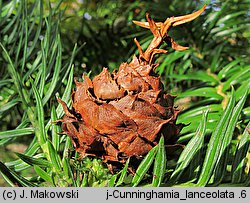 Cunninghamia lanceolata (kaningamia chińska)