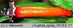 Cuphea ignea (kufea ognista)