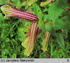 Cuphea lanceolata