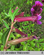 Cuphea procumbens