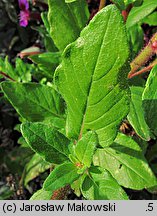 Cuphea procumbens