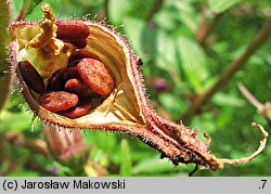 Cuphea procumbens