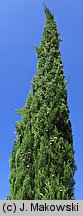 Cupressus sempervirens (cyprys wiecznie zielony)