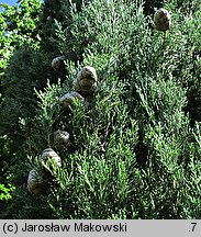 Cupressus sempervirens (cyprys wiecznie zielony)