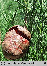 Cupressus sempervirens (cyprys wiecznie zielony)