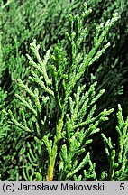 Cupressus sempervirens (cyprys wiecznie zielony)