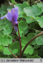 Cymbalaria muralis (cymbalaria bluszczykowata)