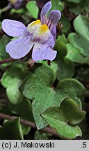 Cymbalaria muralis (cymbalaria bluszczykowata)