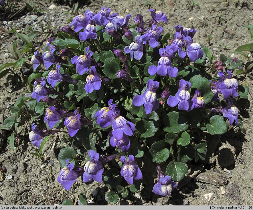 Cymbalaria pallida (cymbalaria blada)